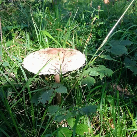 Ferienwohnung Waldfrieden * 阿布萨姆