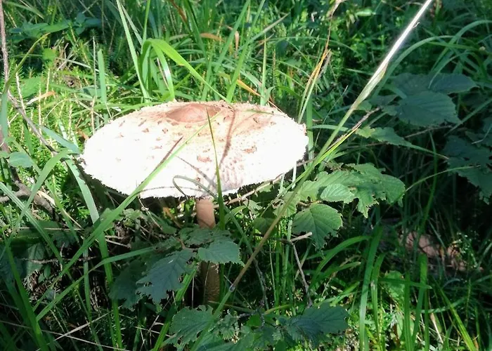 Ferienwohnung Waldfrieden * Absam